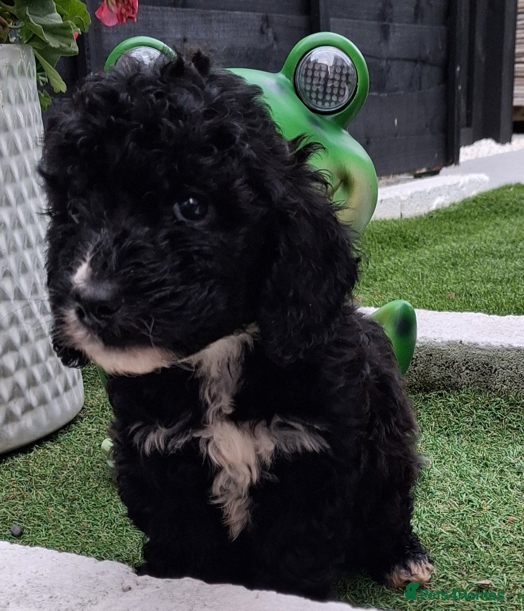 Cockapoo dogs for sale: ** BEAUTIFUL LITTER OF COCKAPOOS ** - Image 8