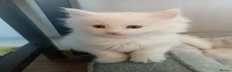 Maine Coon cats for sale: white female Maine coons, 1 polydactyl  - Advert 7