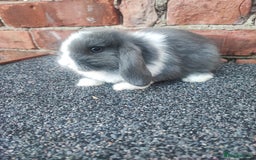 Mini Lop rabbits for sale: Baby mini lop bunnies - Image 8