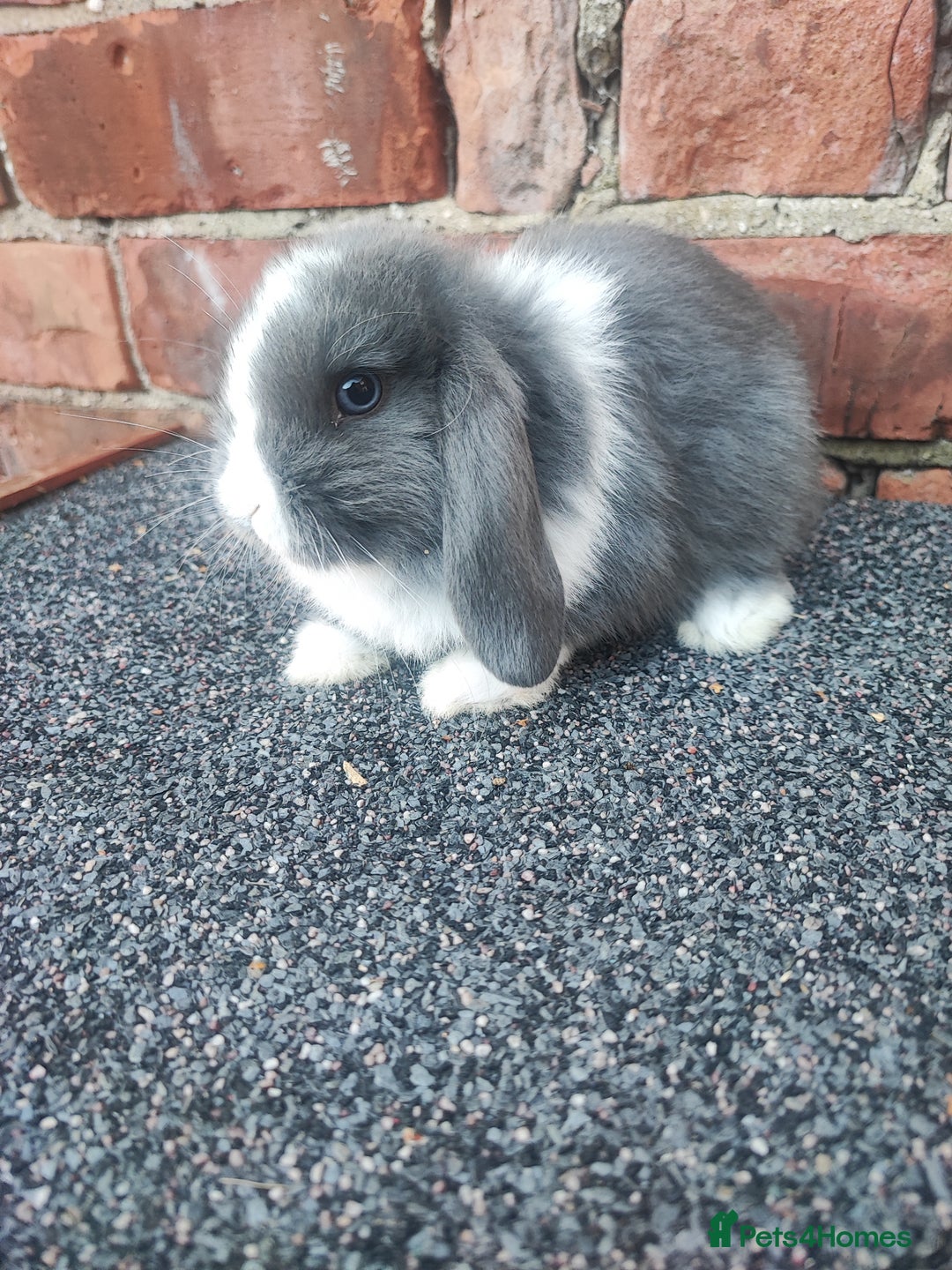 Mini Lop rabbits for sale: Baby mini lop bunnies - Image 8