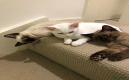 Balinese cats for sale: 🐾🌸 Meet Your Dream Companion 🌸🐾 - Image 4