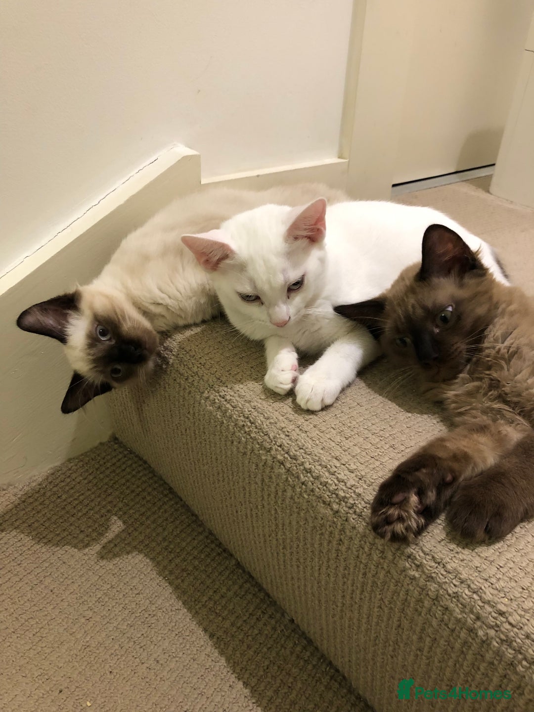 Balinese cats for sale: 🐾🌸 Meet Your Dream Companion 🌸🐾 - Image 4