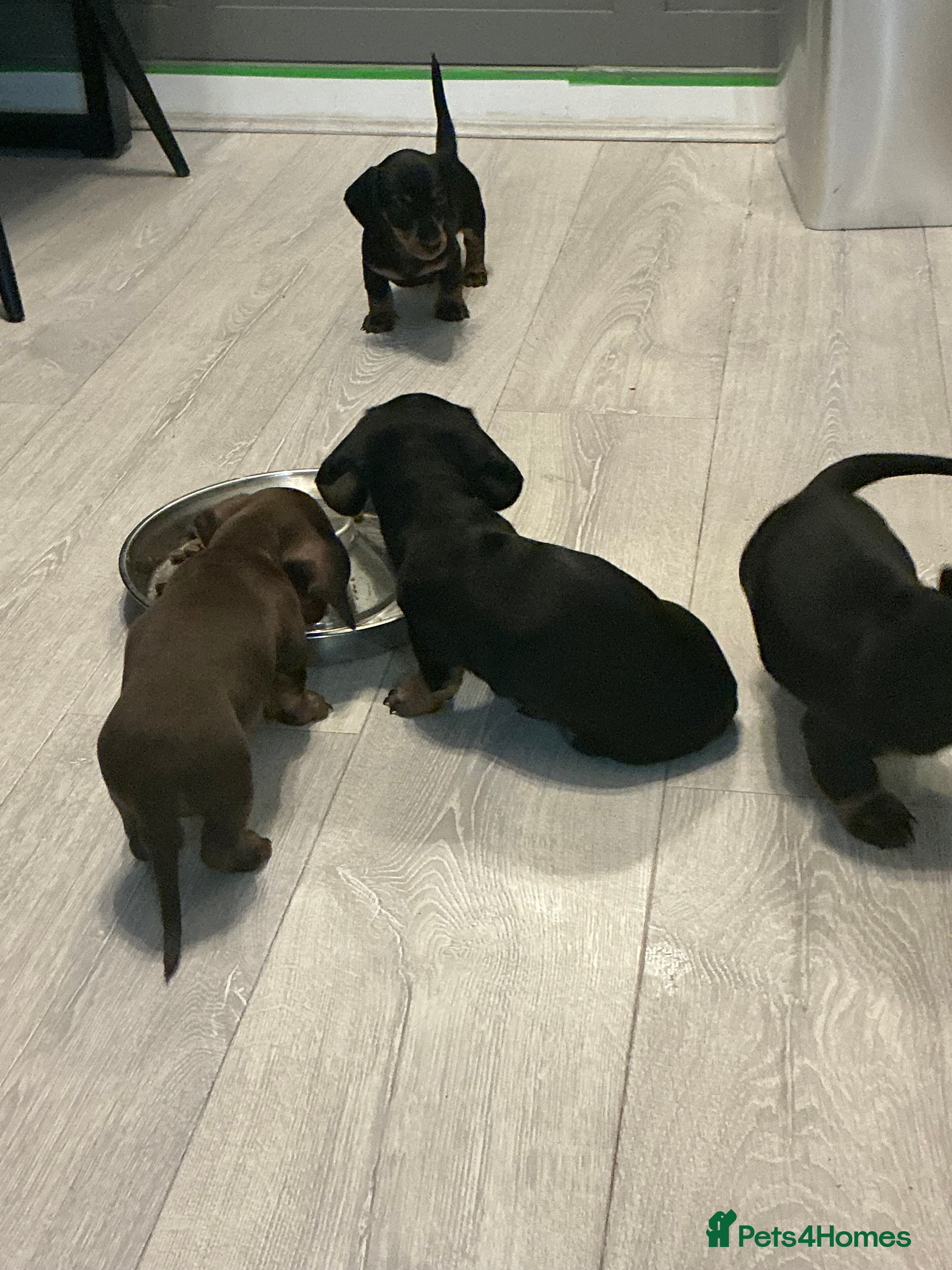 Miniature Dachshund dogs 🏆 KC registered Miniature Dachshund PRA clear 🏆 - Advert 7