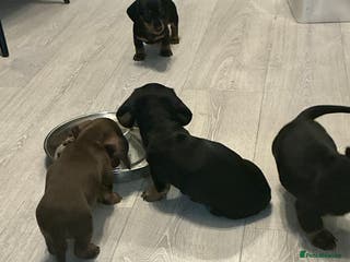 Miniature Dachshund dogs 🏆 KC registered Miniature Dachshund PRA clear 🏆 - Advert 7