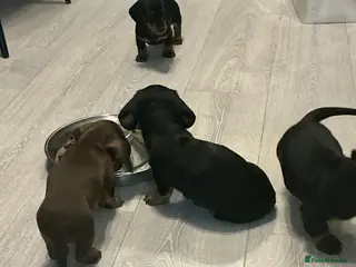 Miniature Dachshund dogs 🏆 KC registered Miniature Dachshund PRA clear 🏆 - Advert 17
