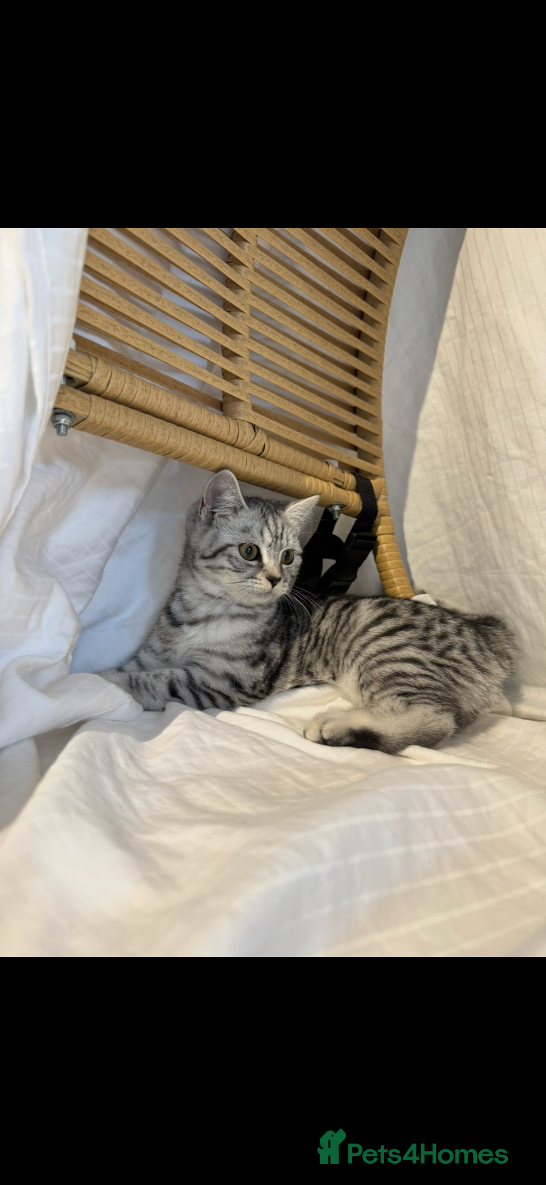 Scottish Fold cats for sale: Scottish Fold Kittens Variety of Colours - Image 6