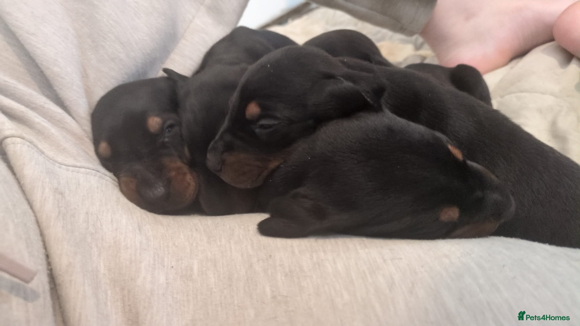Dobermann dogs for sale: Beautiful doberman pups, black & tan 1 boy 4 girls - Advert 3