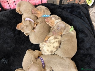 Dachshund dogs Dachshund puppies for sale - Advert 14