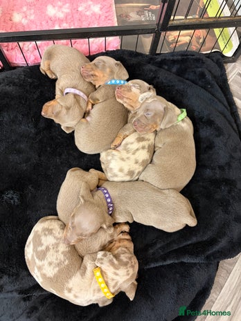 Dachshund dogs - Advert 1