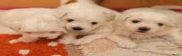 Maltese dogs for sale: Exceptional Purebred Maltese Puppies - Advert 1
