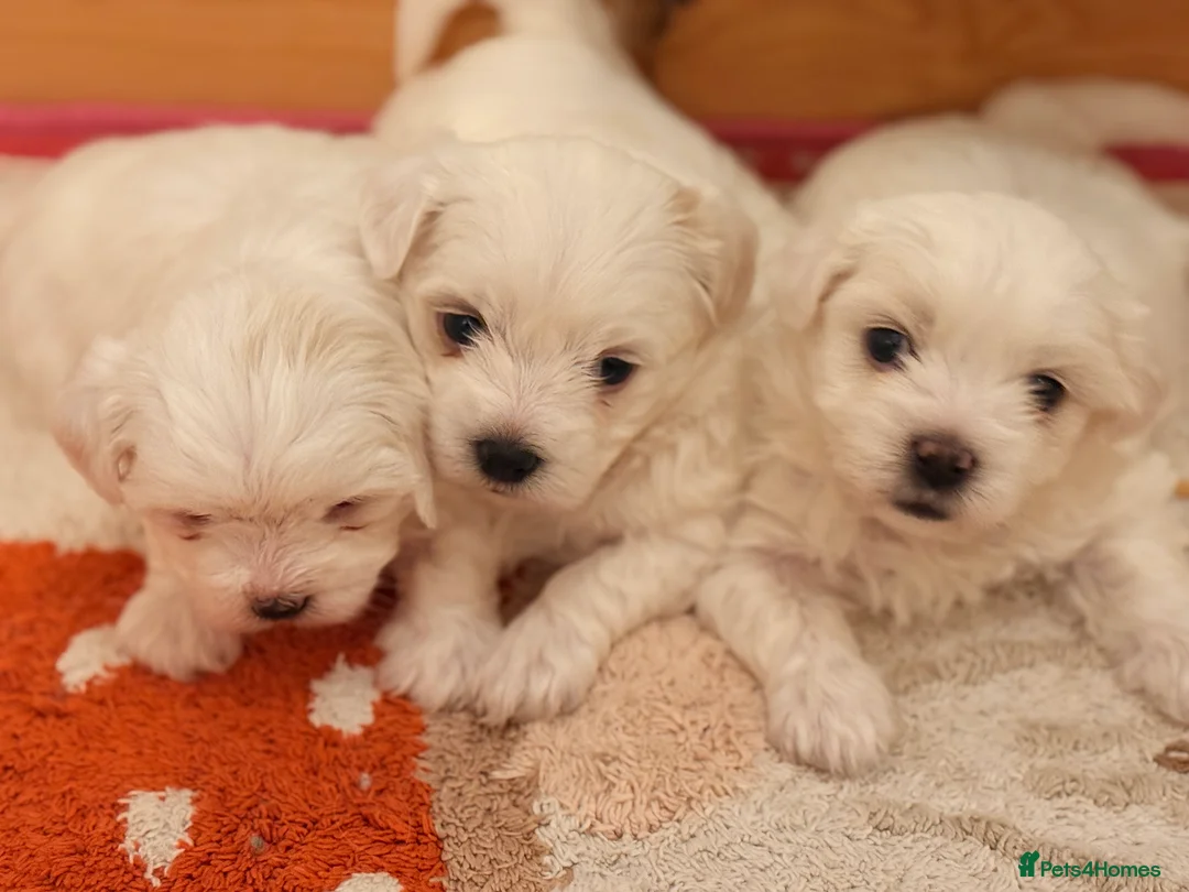 Maltese dogs for sale: Exceptional Purebred Maltese Puppies - Advert 1