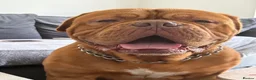 Dogue De Bordeaux dogs for sale: Purebred dogue de Bordeaux   in South Shields - Advert 1