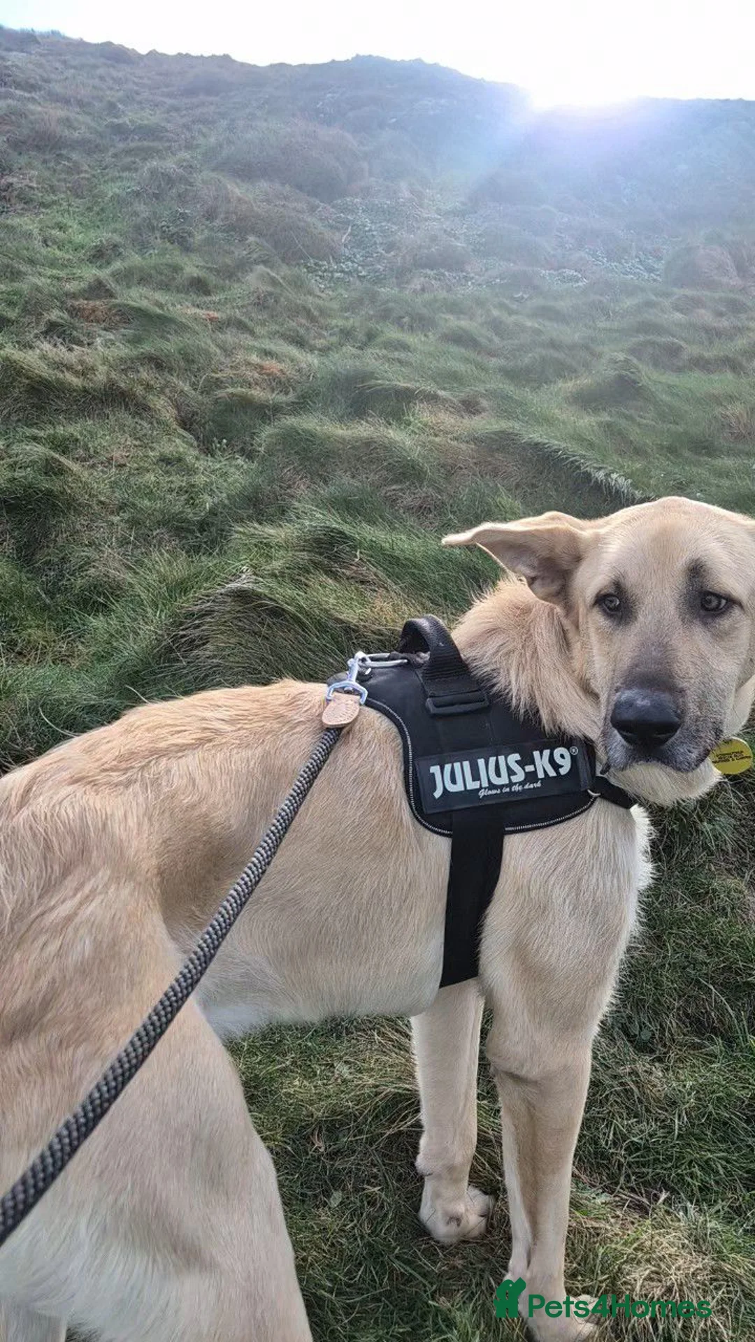 Mixed Breed dogs for adoption: Youthful gentle Balto (Newquay Cornwall) in Exeter - Advert 2