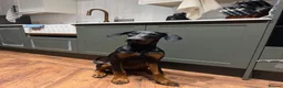 Dobermann dogs for sale: Doberman puppy for homing - Advert 2