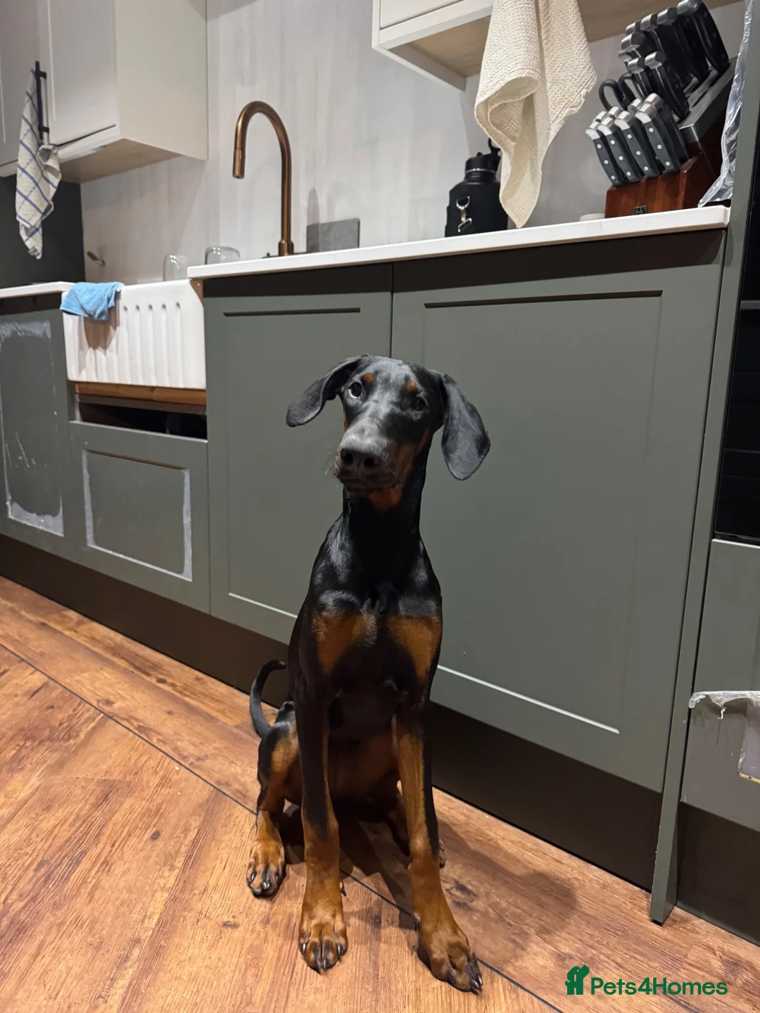 Dobermann dogs for sale: Doberman puppy for homing - Advert 2