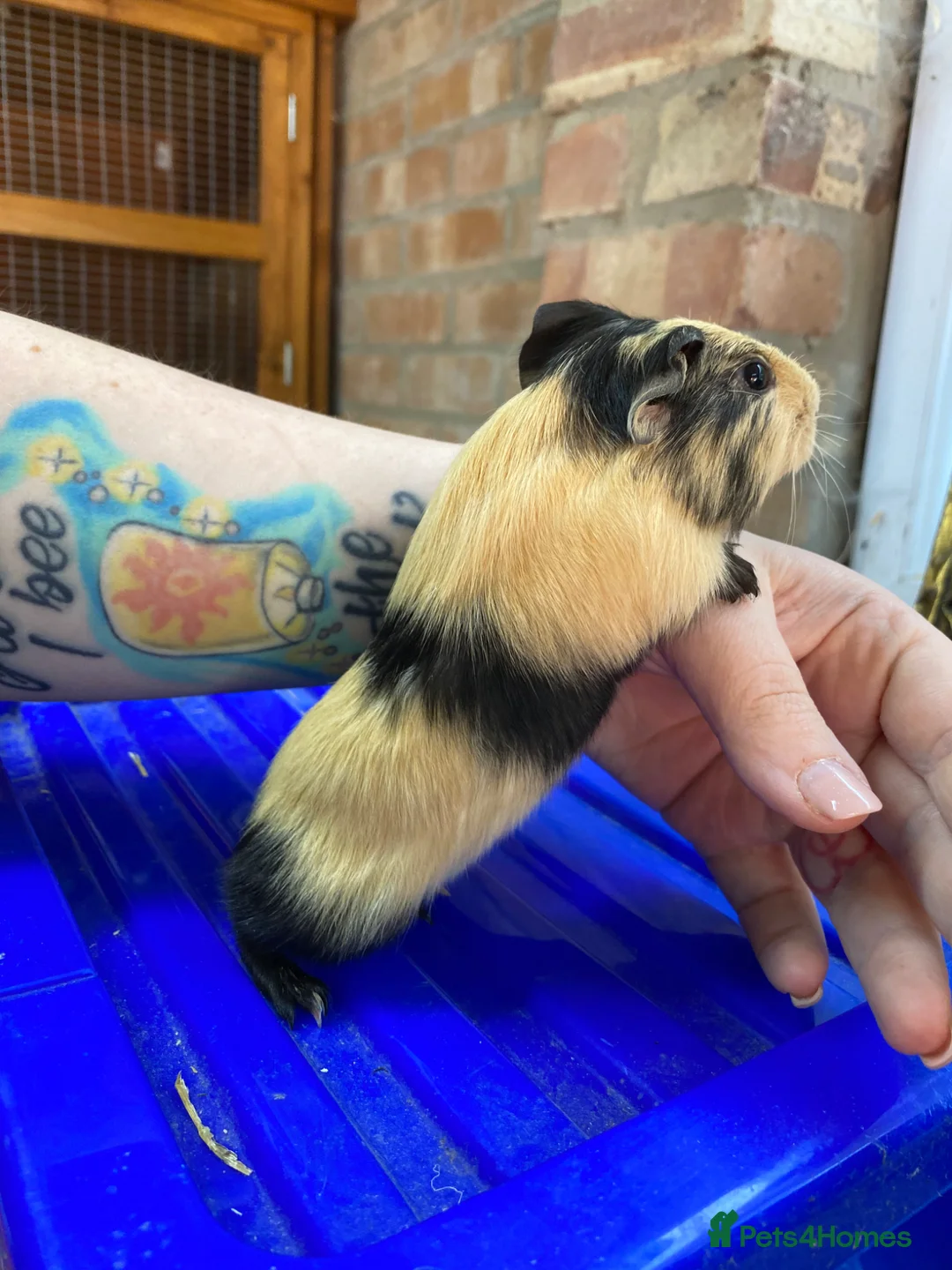 Guinea Pig rodents for sale: Gunieapigs ready to be reserved  - Advert 1