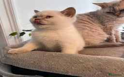 Selkirk Rex cats for sale: Selkirk rex kittens 😻 - Image 37