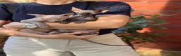 Sphynx cats for sale: One couple of fan in London - Advert 6