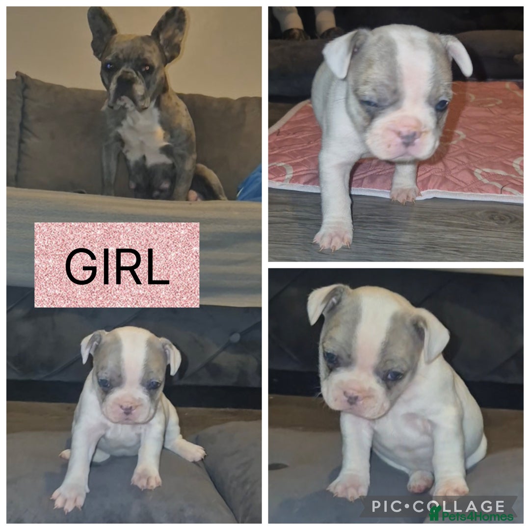 French Bulldog dogs for sale: 5 french bulldogs left!! Ready now! - Advert 16