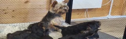 Yorkshire Terrier dogs for sale: Yorkshire Terrier puppies  from Licensed Breeder  - Advert 9