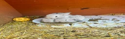 Mini Lop rabbits for sale: 6 mini lops for collection on 20th August 2026 - Advert 23