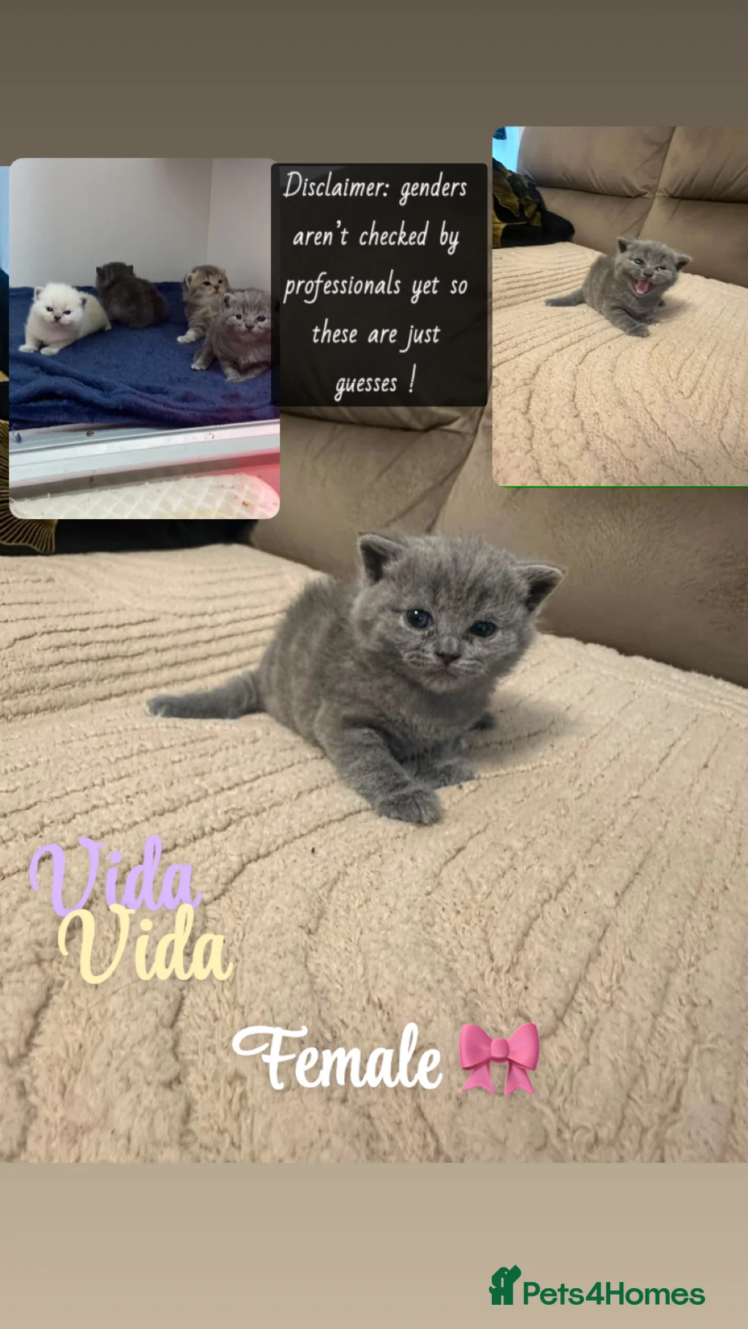British Shorthair cats for sale: Pure breed bsh babies  - Advert 2