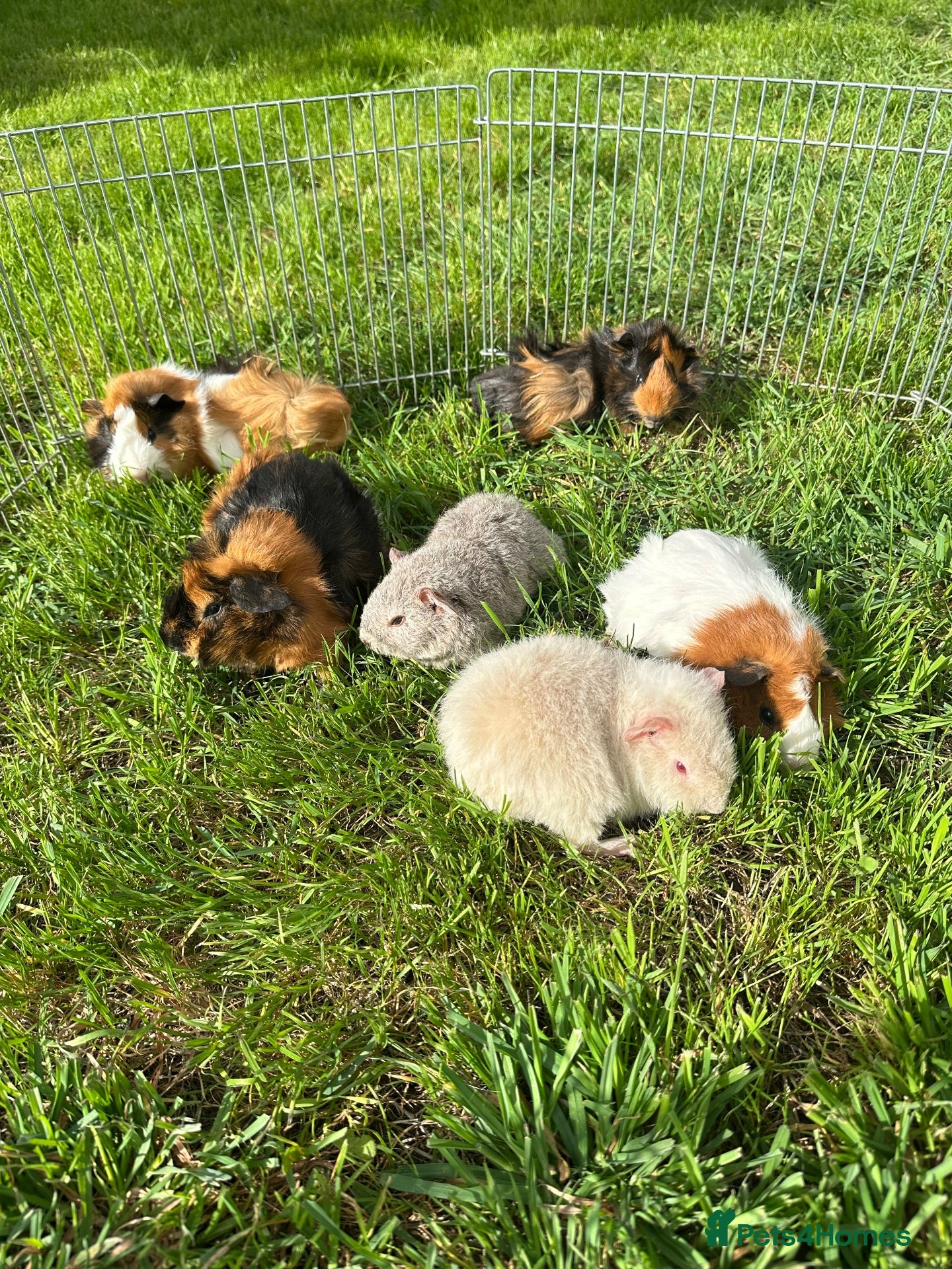 Guinea Pig rodents Beautiful Baby Boar Guinea pigs Rex & Rosette   - Advert 9