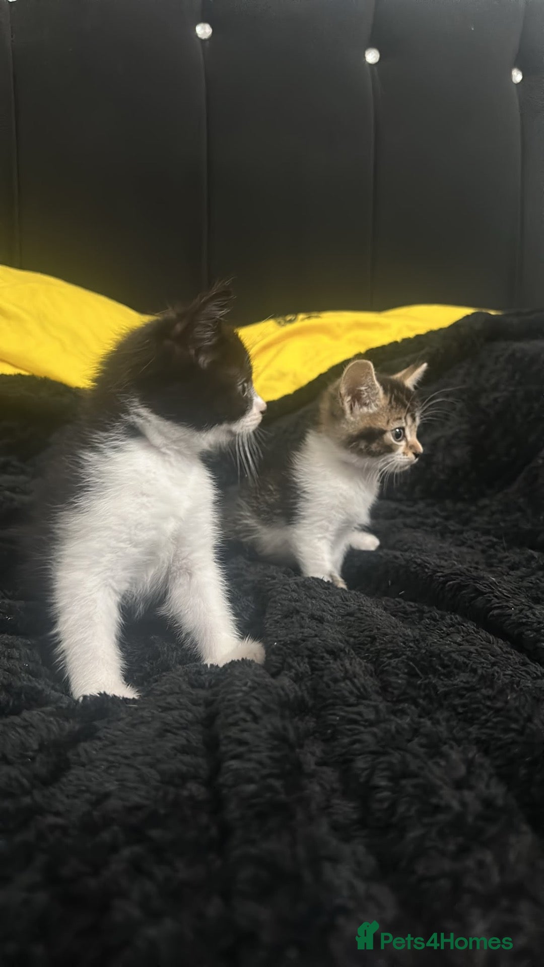 Mixed Breed cats 🐾 **Adorable Kittens 🐾 - Advert 11