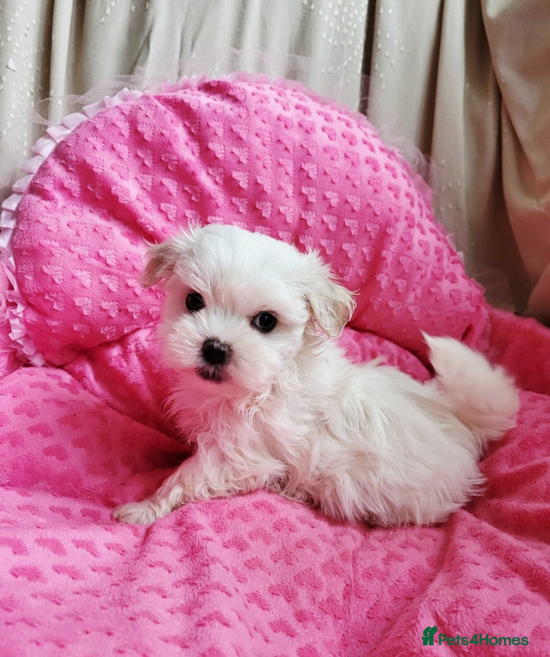 Maltese dogs for sale: Maltese puppy  - Image 2