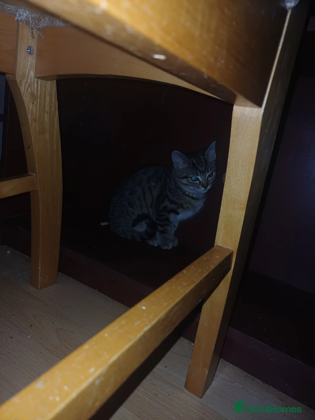 Domestic Shorthair cats for sale: Rehoming the last 3-month-old kitten - Advert 5