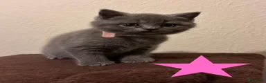 British Shorthair Kitten (pimk)