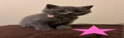 British Shorthair cats for sale: Beautiful British Shorthair Kittens–First Litter🐾 - Advert 11