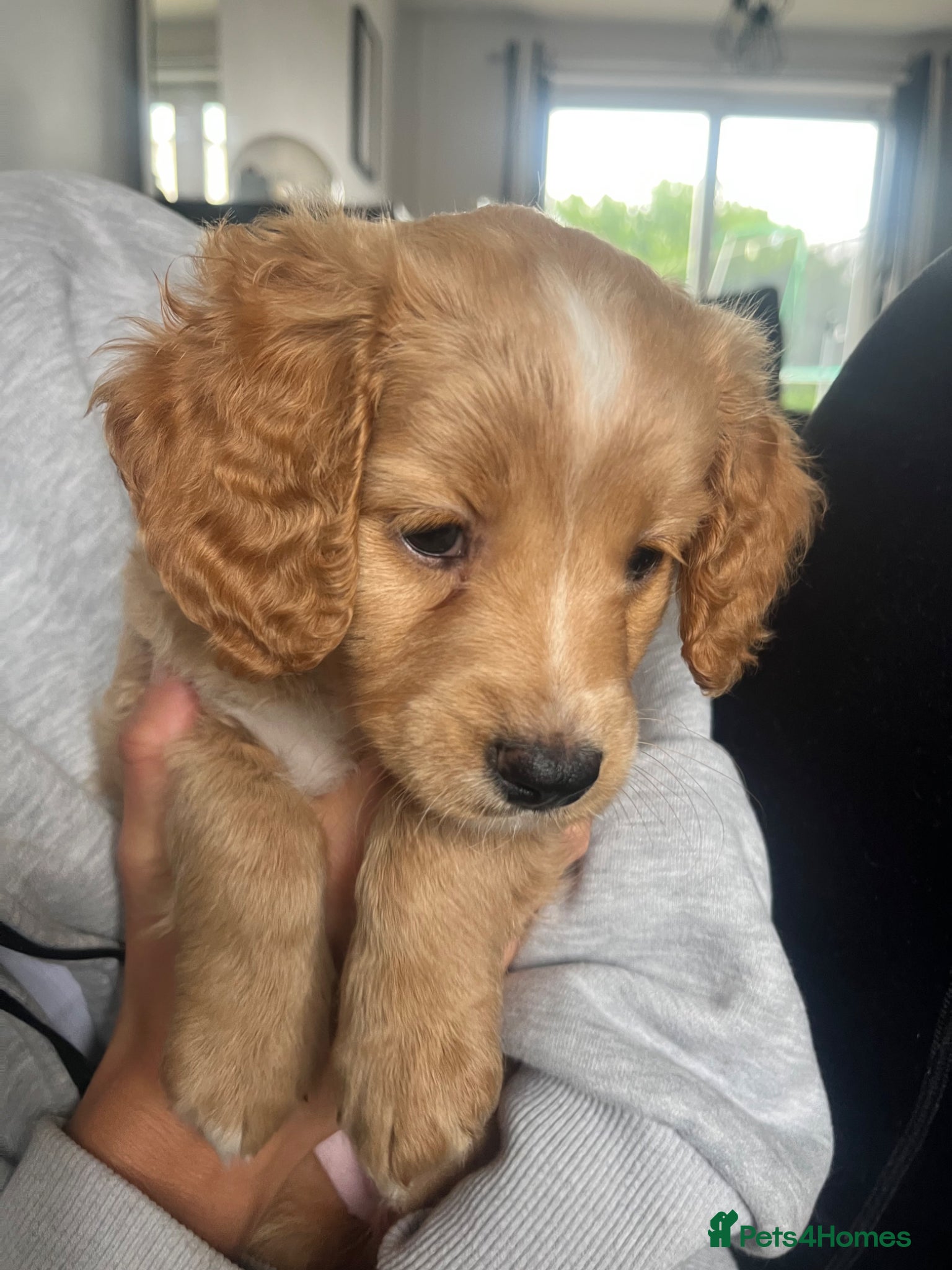 Mixed Breed dogs for sale: F1 Labradoodle/cockapoo Mix ❤️  - Advert 5