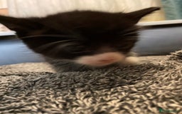 Domestic Shorthair cats for sale: litter of ginger and tuxedo kittens all boys - Image 16