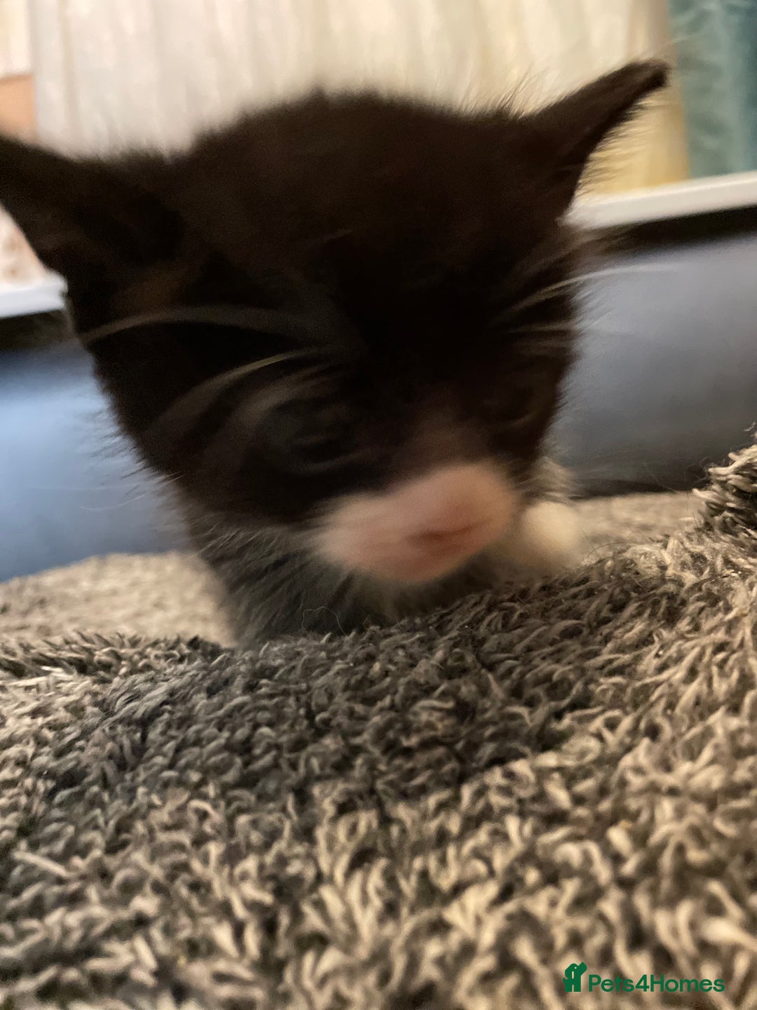Domestic Shorthair cats for sale: litter of ginger and tuxedo kittens all boys - Image 16