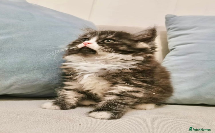 Maine Coon cats - Advert 4