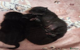 Mixed Breed cats for sale: Only boy left - Image 4