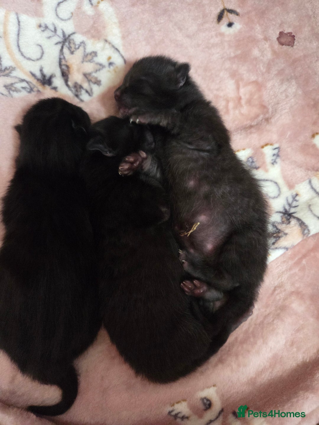 Mixed Breed cats for sale: Only boy left - Image 4