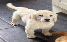 Golden Retriever dogs for sale: Healthy well socialised calm KC puppies - Image 30