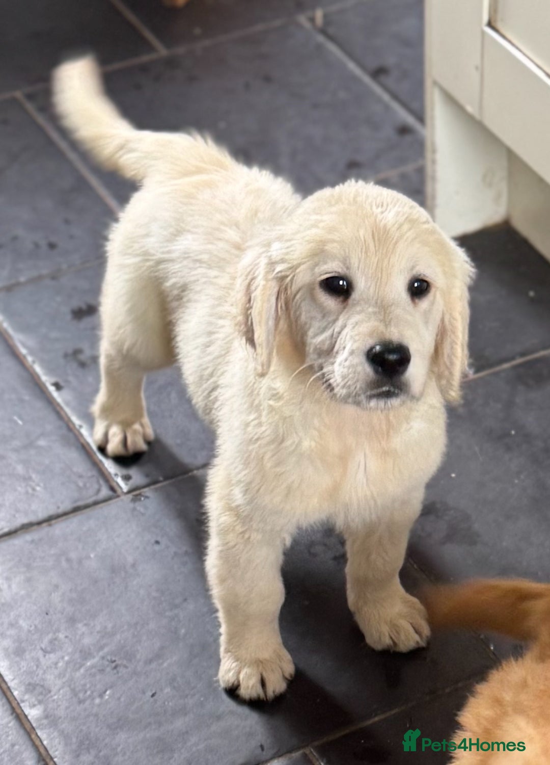 Golden Retriever dogs for sale: Healthy well socialised calm KC puppies - Image 30