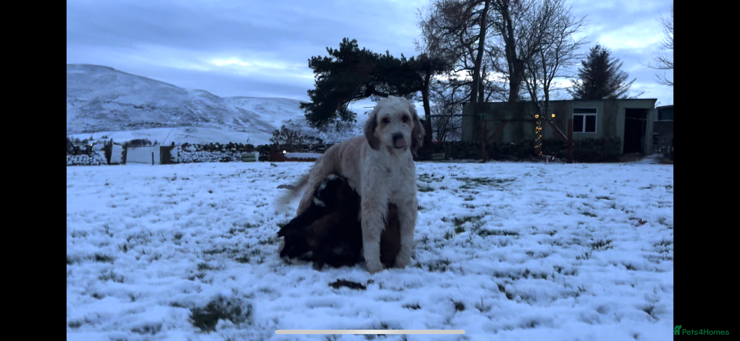 Bernedoodle dogs for sale: Bernedoodle F1B puppies - Advert 29