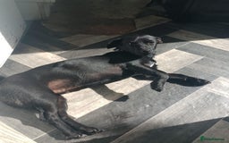 Mixed Breed dogs for adoption: Sweet but Shy Kuro Seeks Male-Only Home & Dog Pal - Image 2