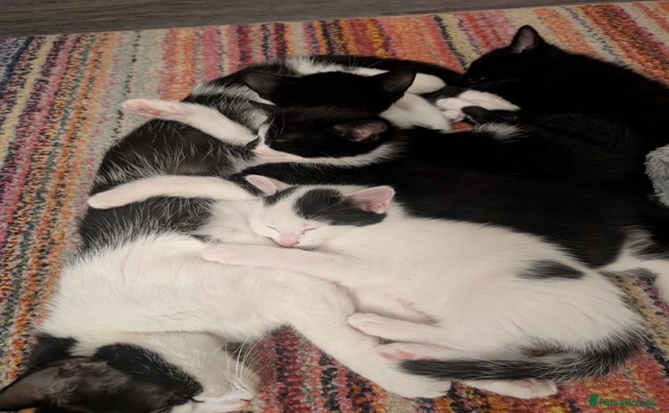 Domestic Shorthair cats - Advert 12