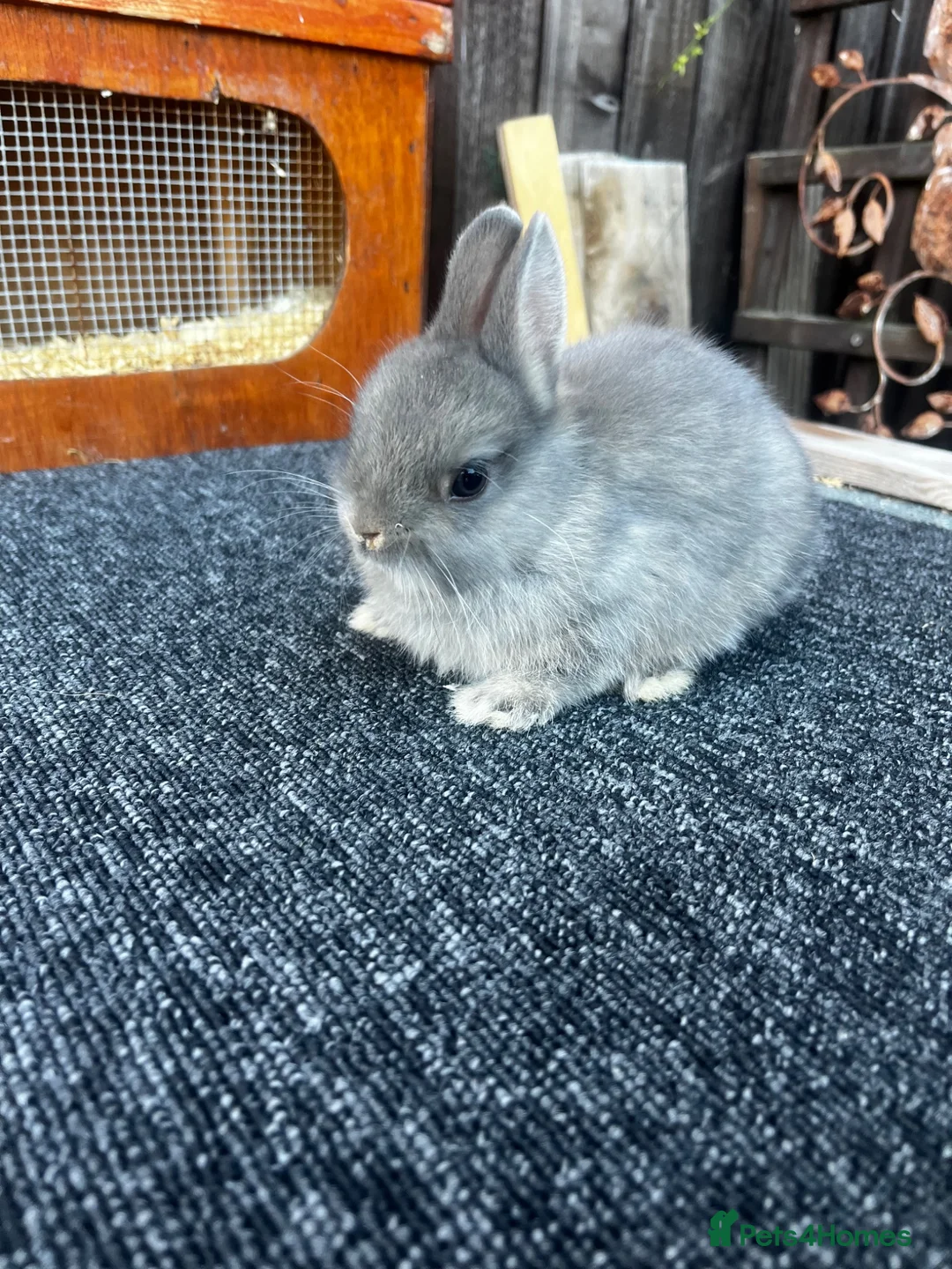 Netherland Dwarf rabbits for sale: Two beautiful netherland dwarfs  - Advert 2
