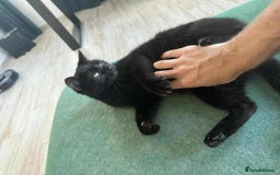 Mixed Breed cats for adoption: Vanessa for adoption - Image 4