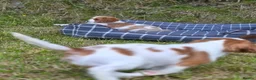 Cavalier King Charles Spaniel dogs for sale: Friendly and playful Cavalier Puppies - Advert 8