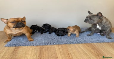 French Bulldog dogs - Advert 5