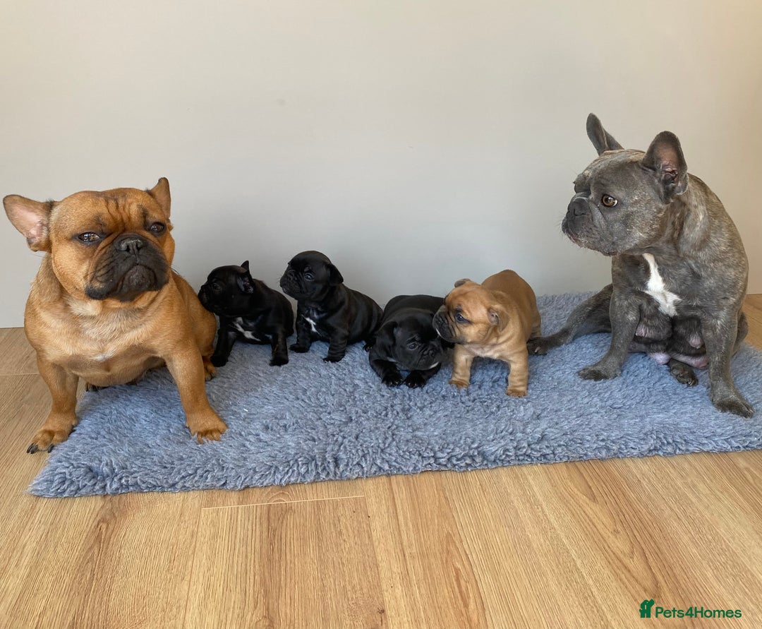 French Bulldog dogs for sale: KC French Bulldog Pups Tiger Brindle, Tan & Black  - Image 3