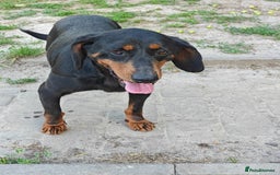 Mixed Breed dogs for adoption: 💖🐶 LEANA 🐶💖 - Image 4