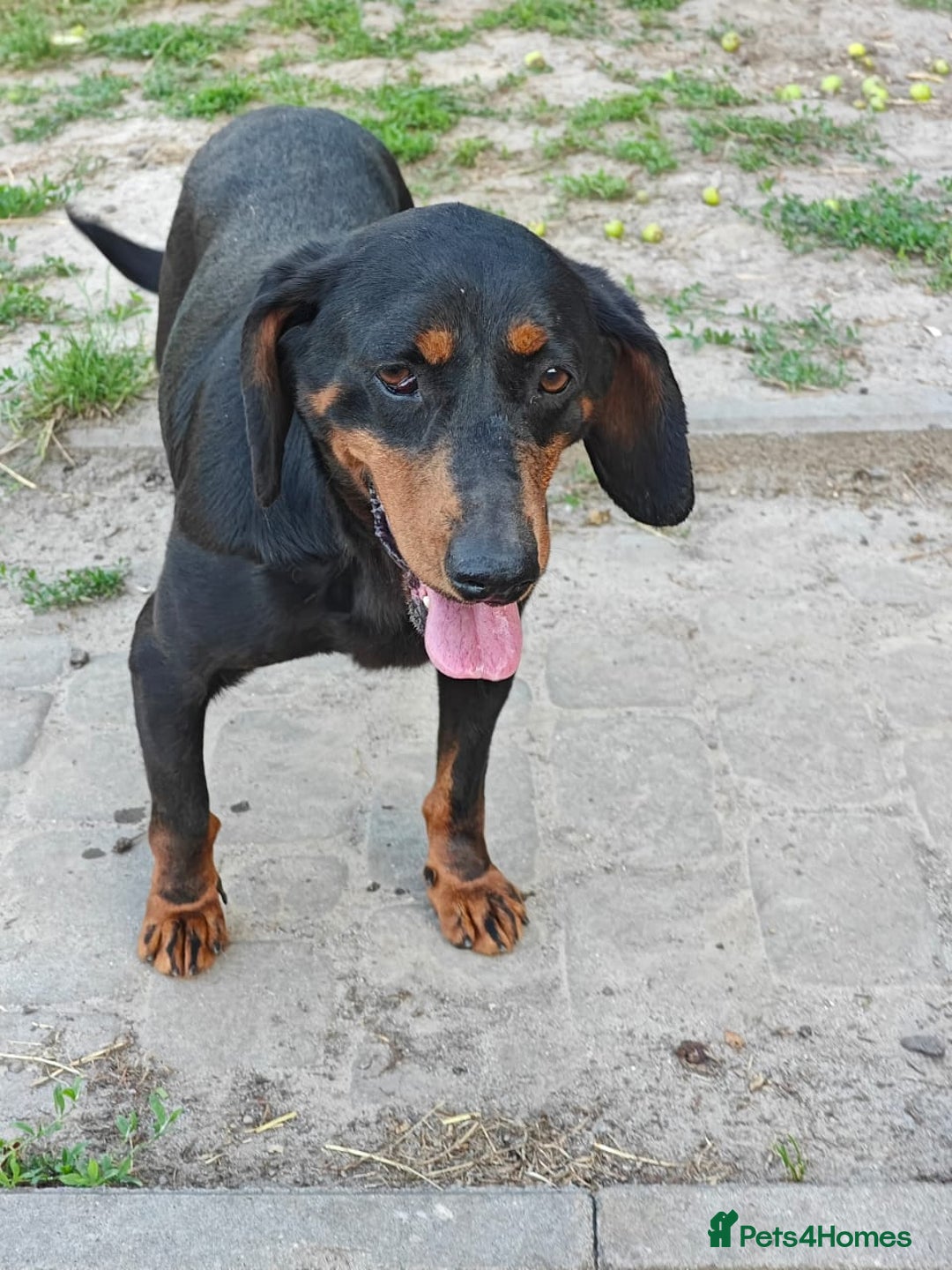 Mixed Breed dogs for adoption: 💖🐶 LEANA 🐶💖 - Image 4